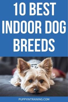 a small dog laying on top of a couch with the words 10 best indoor dog breeds