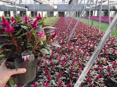 a person holding up a potted plant in a greenhouse