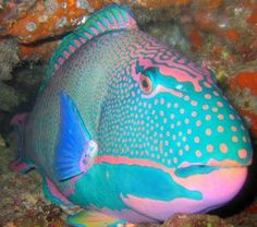 a blue and pink fish with spots on it's body