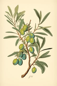 an olive tree with green leaves and fruit on it's branch, vintage illustration