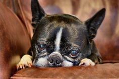 a small black and white dog laying on top of a brown leather couch next to a pillow