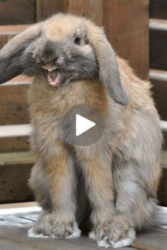 a small rabbit sitting on top of a wooden floor next to a building and smiling