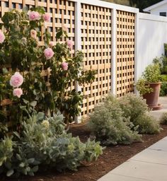 some pink roses are growing in front of a wooden fence and shrubbery on the sidewalk