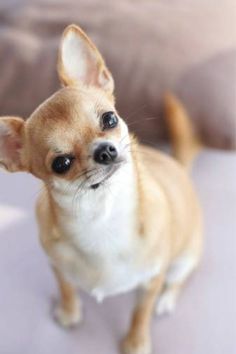 a small chihuahua dog sitting on top of a bed