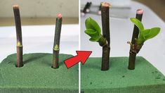 two photos side by side showing the same plant growth