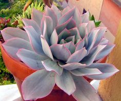 a close up of a plant in a pot