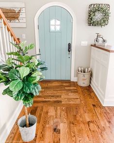 a potted plant sitting on top of a wooden floor next to a blue door