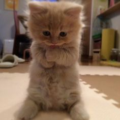 a small kitten sitting on the floor with its paws up and looking at the camera