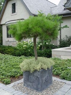 a potted tree in front of a house