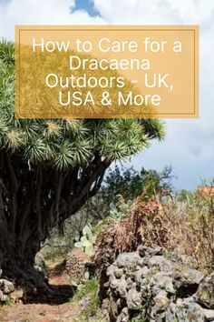 a cactus tree with the words how to care for a dracaena outdoors, usa & more