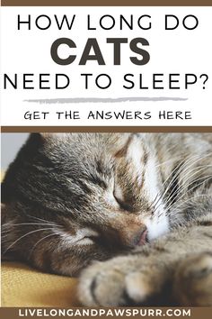 a cat sleeping on top of a couch with the caption how long do cats need to sleep? get the answers here