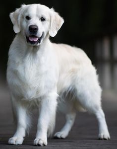 a large white dog standing on top of a wooden floor next to a forest filled with trees