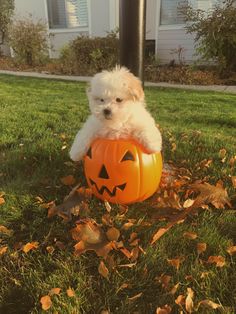 a small white dog sitting on top of a pumpkin in the grass next to a pole