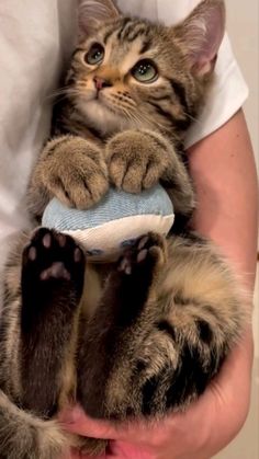 a person holding a cat that is playing with a toy in their hands and it's paw on the ball