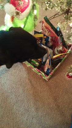 a black cat is sniffing some snacks in a box on the floor next to a christmas tree