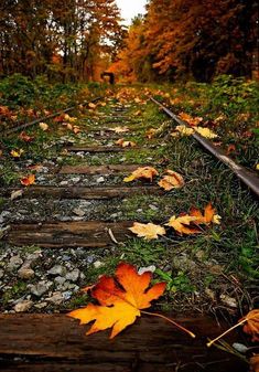 an old railroad track with leaves on it