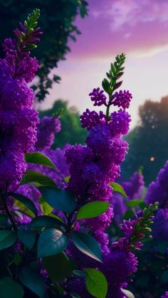 purple flowers with green leaves in the foreground and trees in the background at sunset