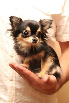 a person holding a small dog in their hands with one paw on the other hand