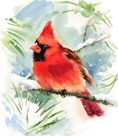 a watercolor painting of a cardinal perched on a branch