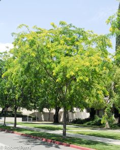 several trees line the street in front of an apartment building