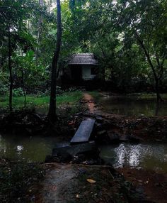 a small house sitting in the middle of a forest next to a creek with a wooden bridge