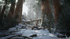 snow covers the ground and trees in a wooded area with fallen logs on the ground