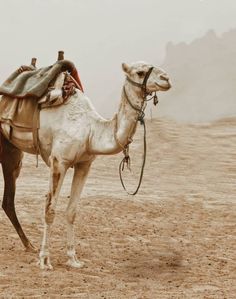 a white camel with saddle standing in the desert