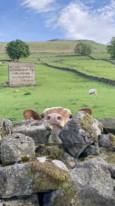 a cow sticking its head over rocks in a field with sheep grazing on the other side