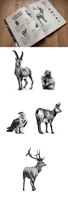 some animals that are standing in the grass and on top of each other, all with different