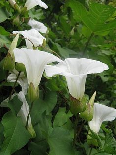 some white flowers and green leaves on a tree