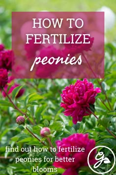 pink flowers with text overlay how to fertilize peonies find out how to fertiize peonies for better blooms