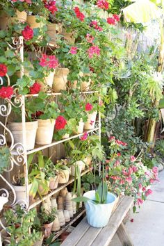 many potted plants are lined up on a shelf next to a wooden bench in the garden