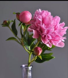 a pink flower in a clear vase on a table