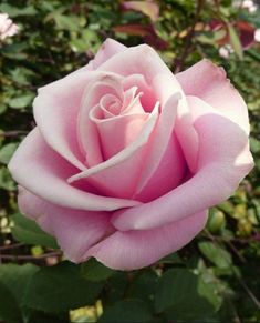 a pink rose with green leaves in the background