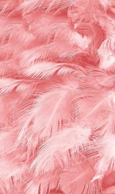 an image of pink feathers on the ground