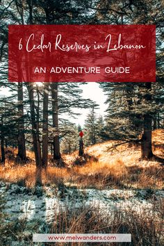 the woods and trees with text overlay that reads 6 cedar resources in librarian an adventure guide