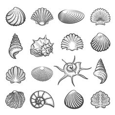 the different types of seashells are shown in this drawing, which is drawn by hand