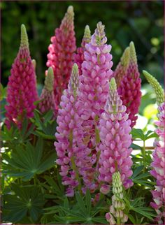 pink flowers are blooming in the garden