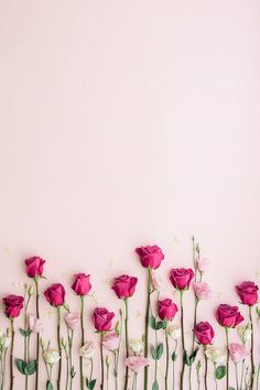 pink and white flowers are arranged in rows on a wall with green stems against a light pink background