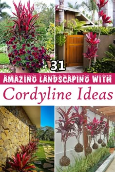 landscaping with cordyline ideas