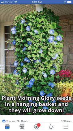 an image of blue flowers growing on the side of a building with text that reads plant morning glory seeds in a hanging basket and they will grow down