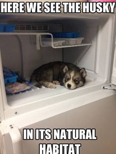 a dog is laying down in an open refrigerator with the caption, our husky stark seemed a little overheated after his walk this morning, so we decided to try something