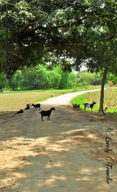 a herd of goats walking down a dirt road next to a tree and grass covered field