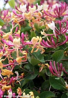 purple and yellow flowers are blooming on the tree