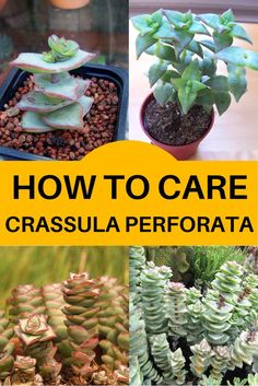 how to care for the crassula perforata in your home or office