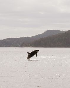 an orca jumping out of the water with mountains in the backgrouds