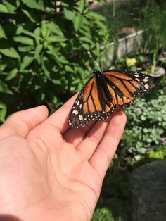 a monarch butterfly sitting on someone's hand in front of some bushes and flowers