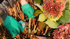 a person in blue gloves and green gloves trimming branches with scissors on top of flowers