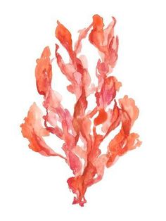 a watercolor painting of red seaweed on a white background