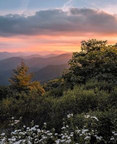 the sun is setting in the mountains with wildflowers on the foreground and trees to the right